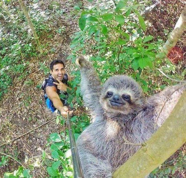 selfie-animais-7