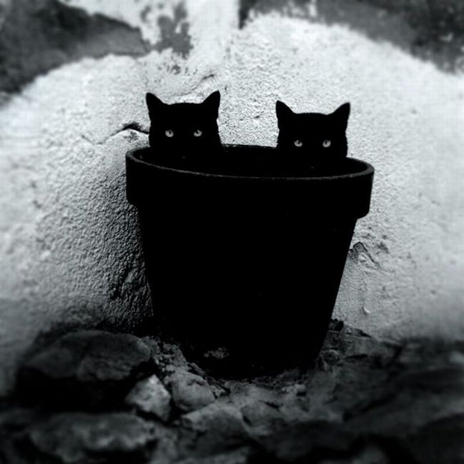 fotos-gatos-preto-branco-14