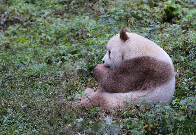 panda-marrom-1