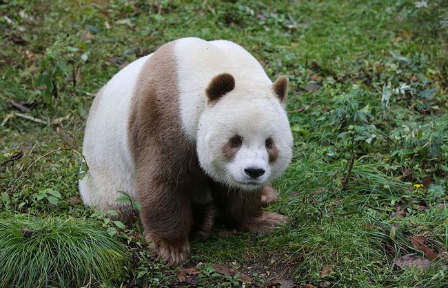 panda-marrom-2