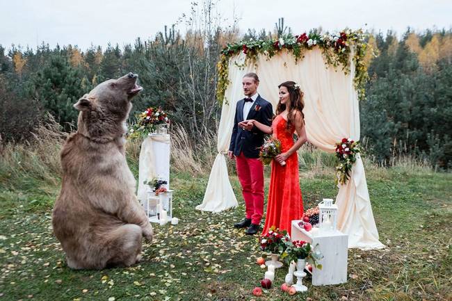 urso-casamento-1