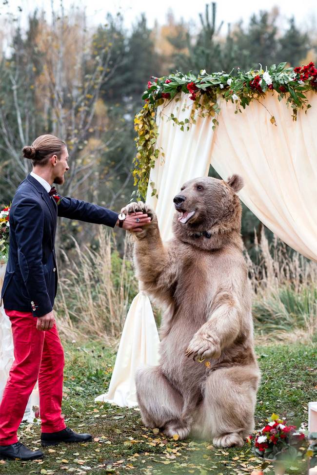 urso-casamento-2