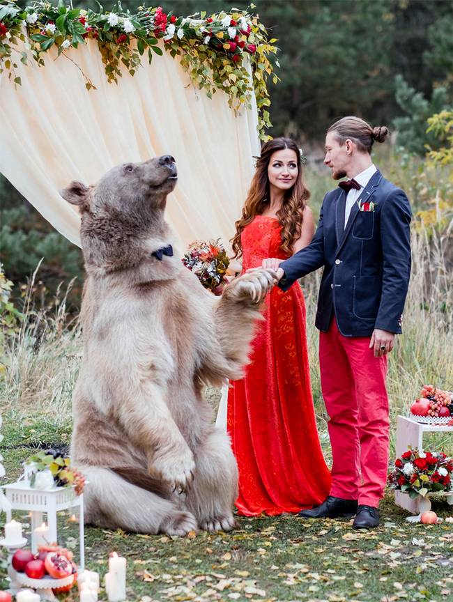 urso-casamento-5