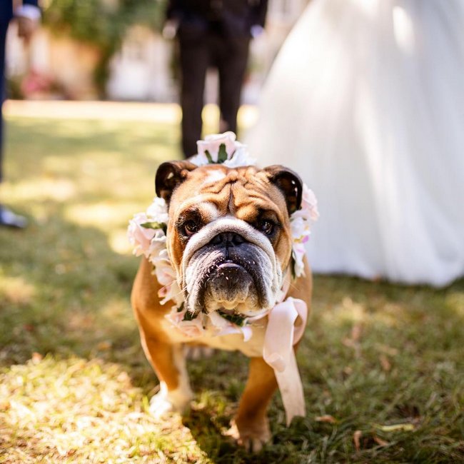 cachorros-em-casamentos-12