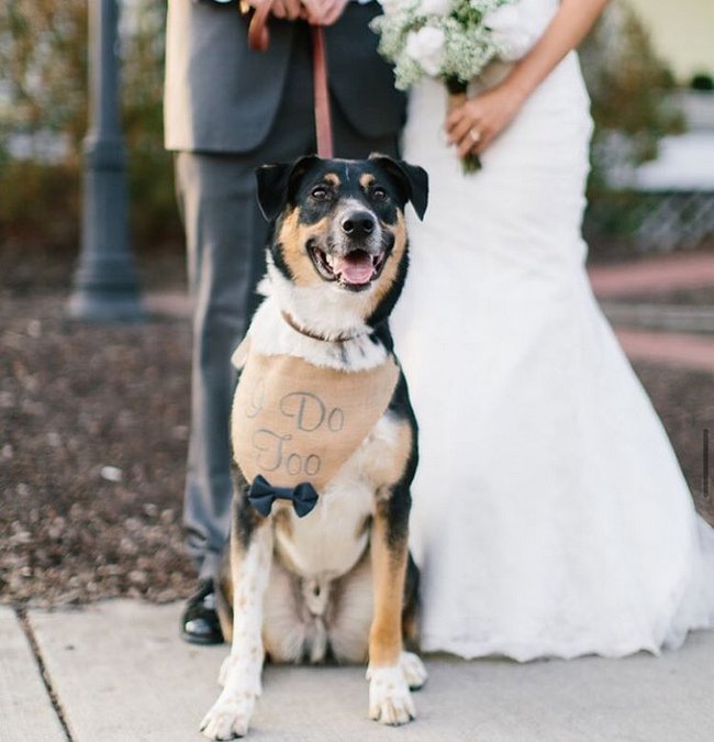 cachorros-em-casamentos-3