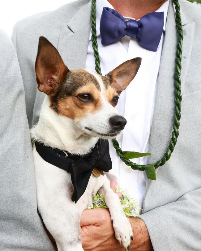 cachorros-em-casamentos-7