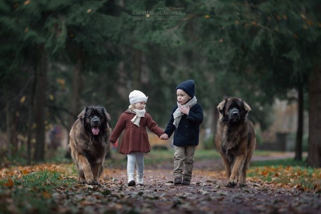 cachorros-gigantes-com-criancas-15