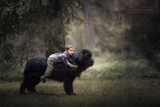 cachorros-gigantes-com-criancas-16