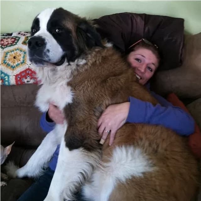 Cachorro grande