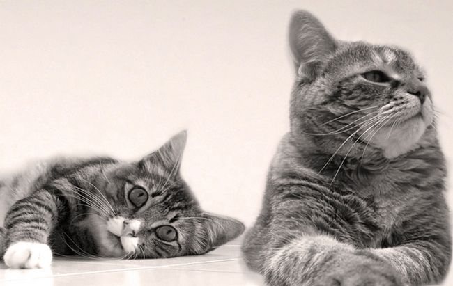 10 Fatos e casos surpreendentes sobre gatos que muitos desconhecem