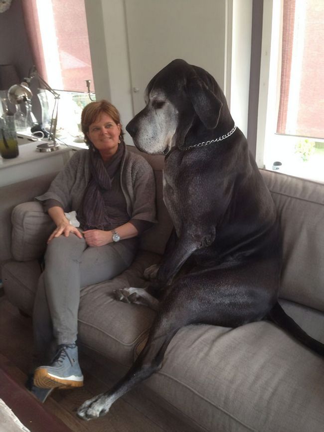 21 Fotos de cães da raça dogue alemão mostrando como eles são enormes • DOL