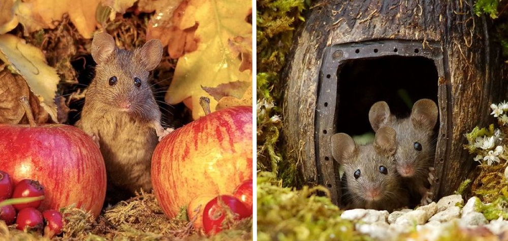 Ele descobriu uma família de ratos em seu jardim e construiu uma mini vila  para eles