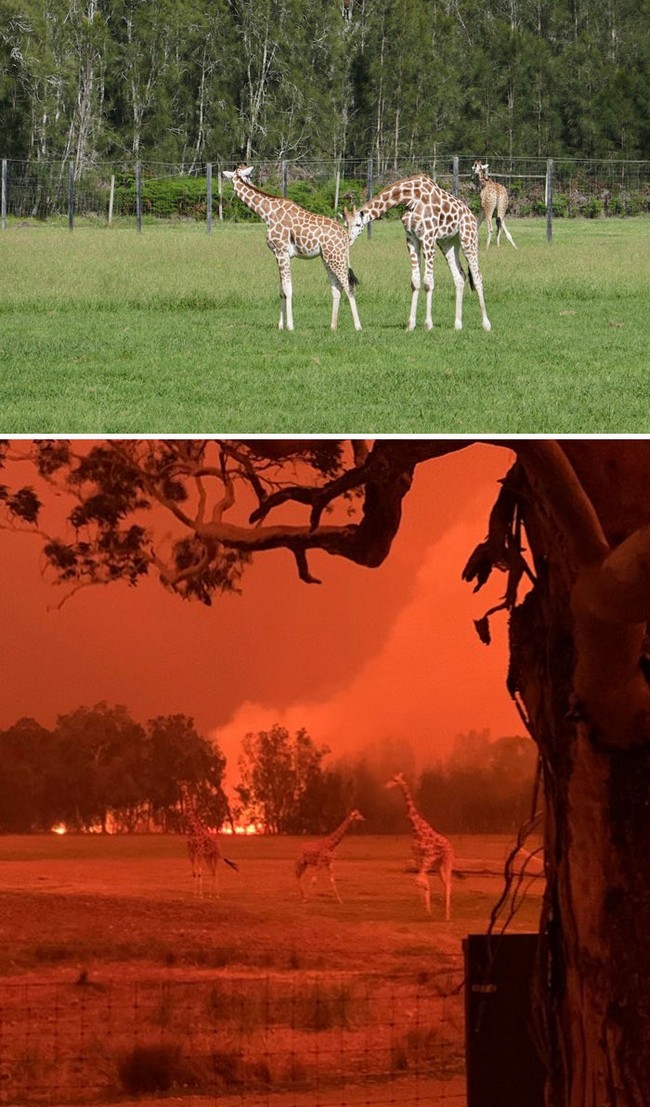 incendios-na-australia-7.jpg