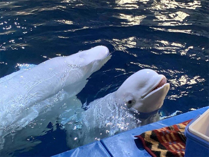 Esta baleia beluga tem sido mantida no aquário de um shopping por